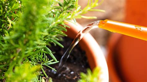 Rosemary Powder moisture meter|how much water for rosemary.